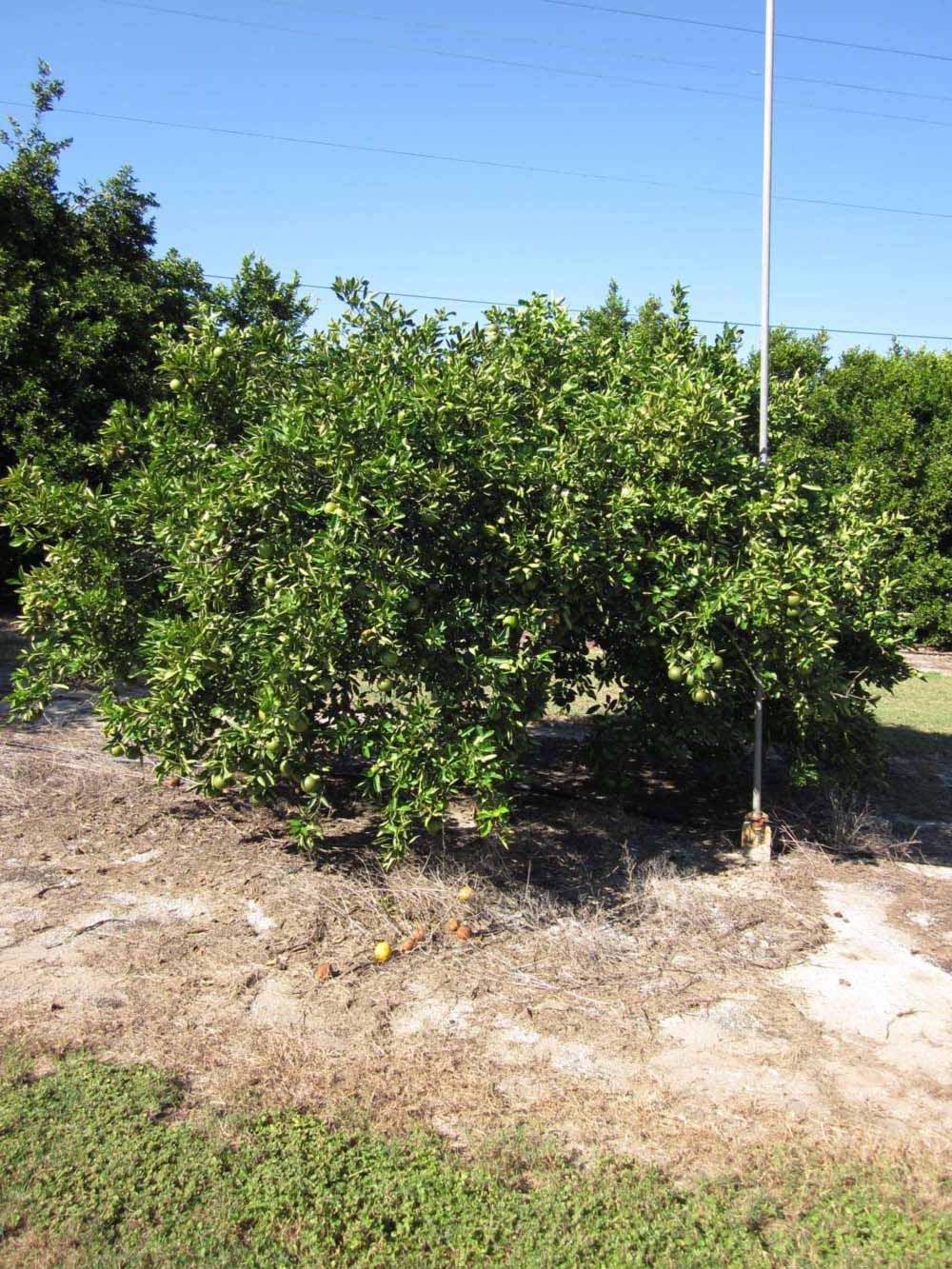            Habit (Winter Haven, FL)   